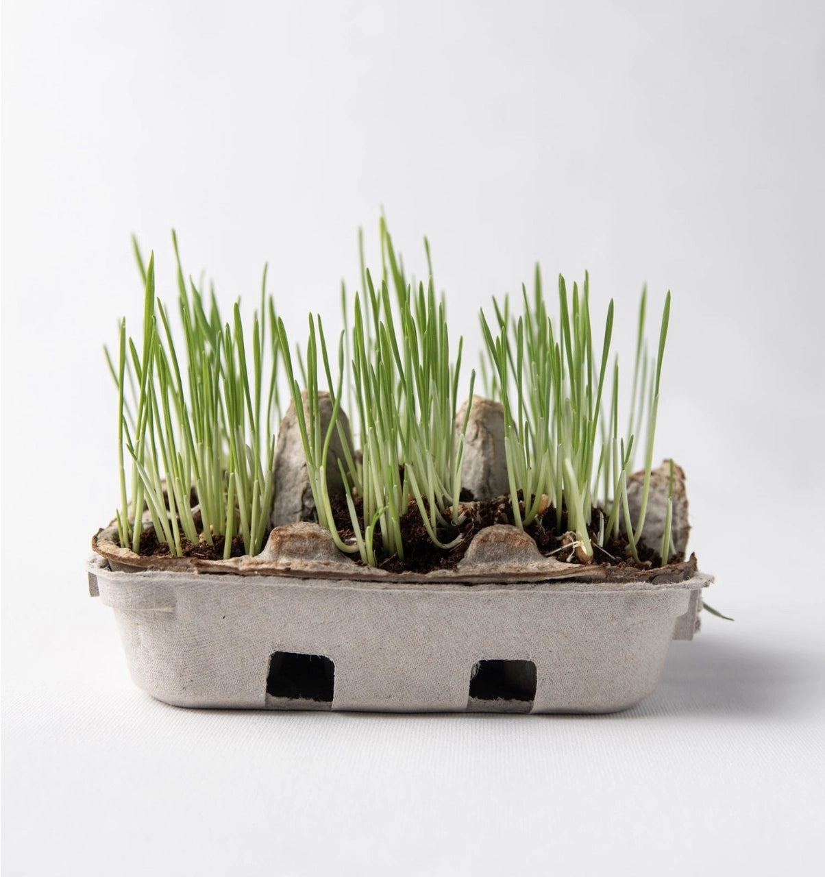 Egg Coloring and Grass Growing Kit、mySite、g9winljtr