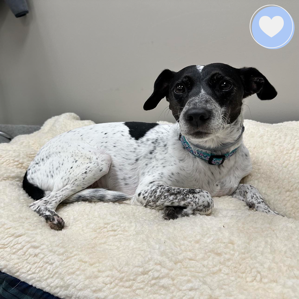 Funded - Help Save Misha's Legs、mySite、camillekostekn