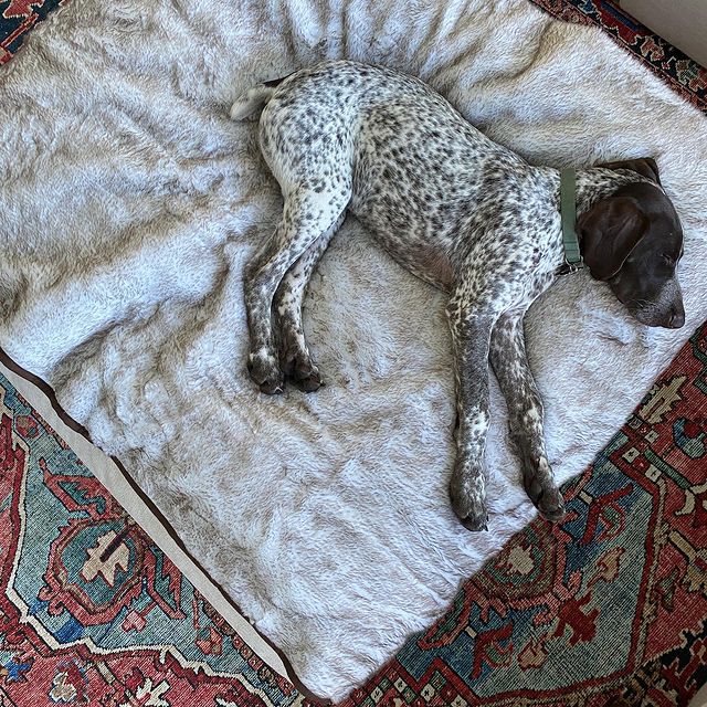 Paw.com x BarkBox PupProtector™ Short Fur Waterproof Throw Blanket - White with Brown Accents、mySite、solidvoid