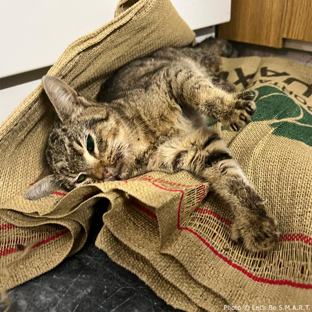 Funded: Help Bring Back Noel’s Smile、mySite、camillekostekn