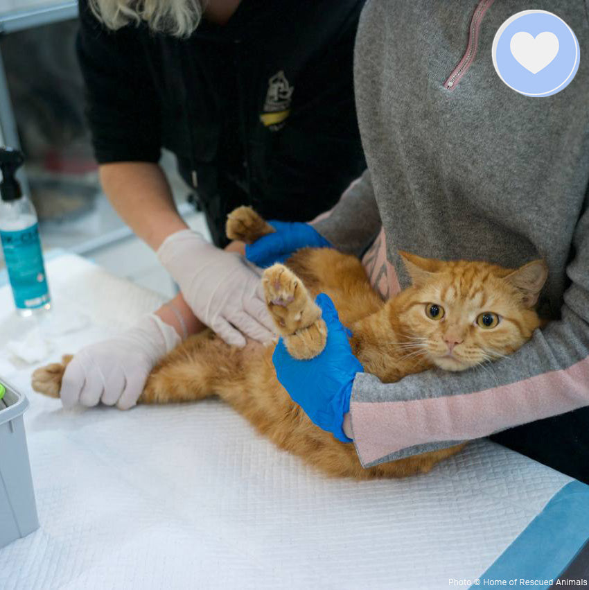 Funded: Help Garfield Recover from Life-Altering Surgery、mySite、camillekostekn
