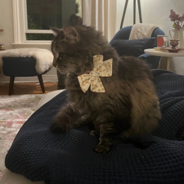 Matzah Bow Hairclip - (Choice of Size)、mySite、topwebapps