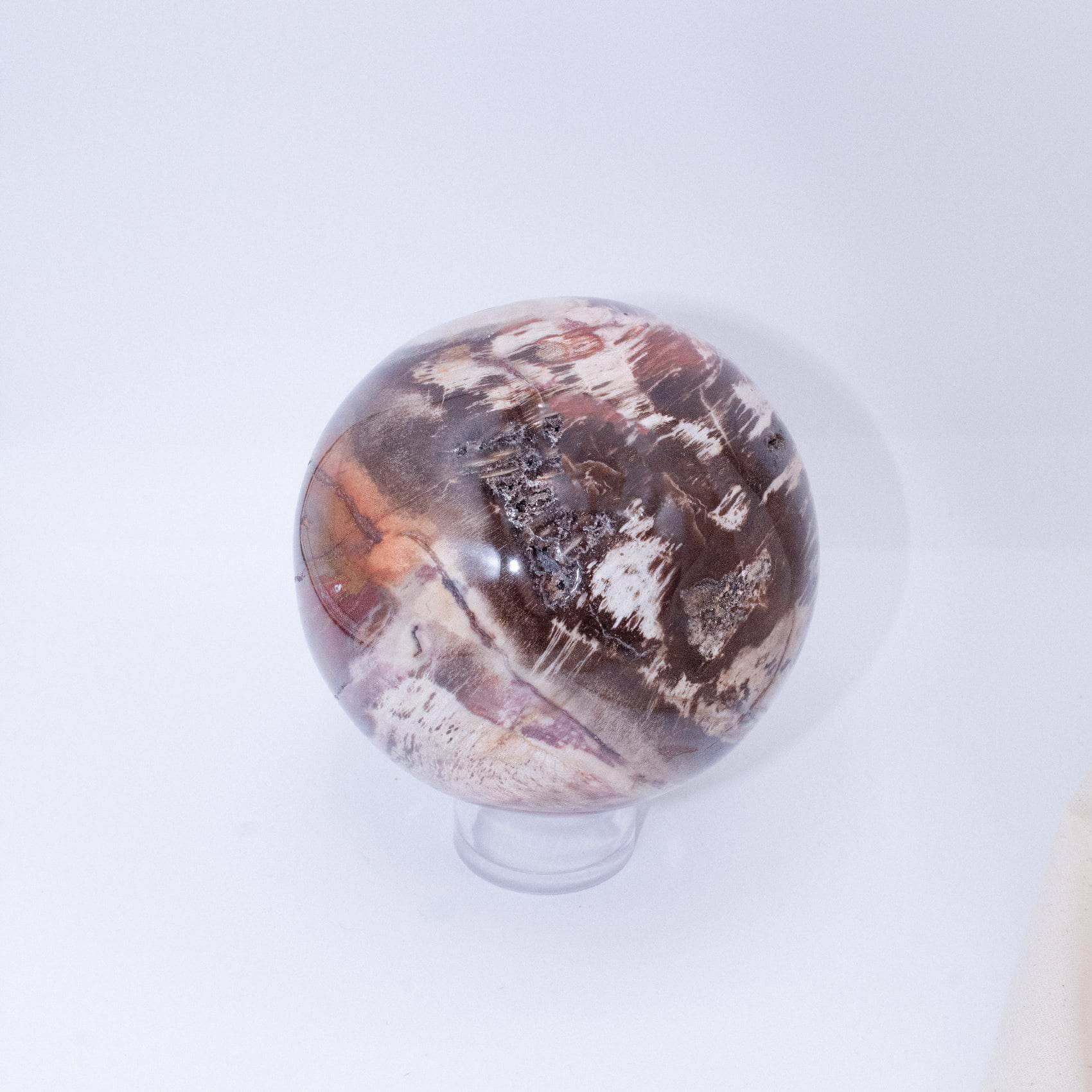 Petrified Wood Sphere - AAA Premium Quality、mySite、hinf8tx79