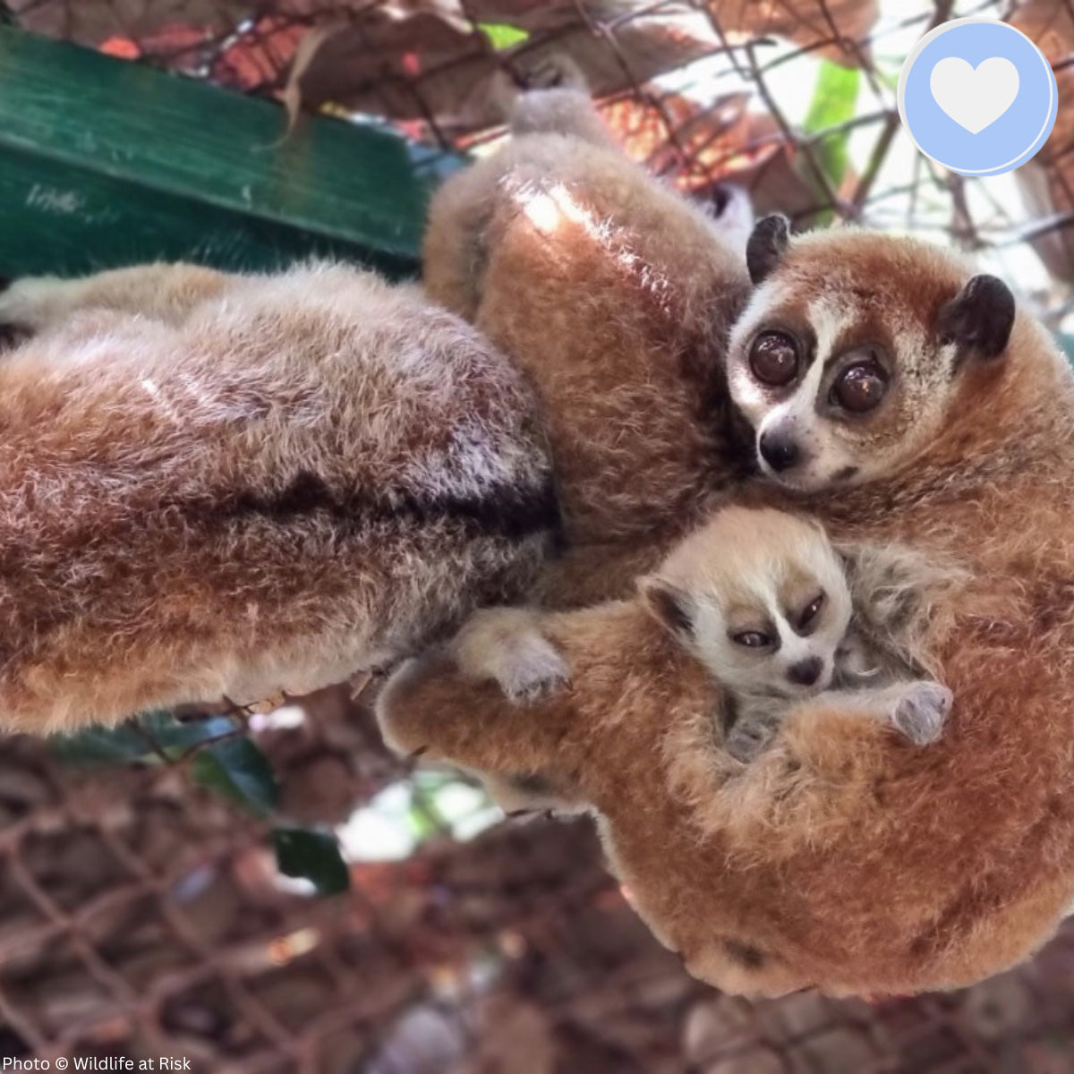 Project Peril: Protect the Pygmy Slow Loris from Critical Habitat Loss、mySite、camillekostekn