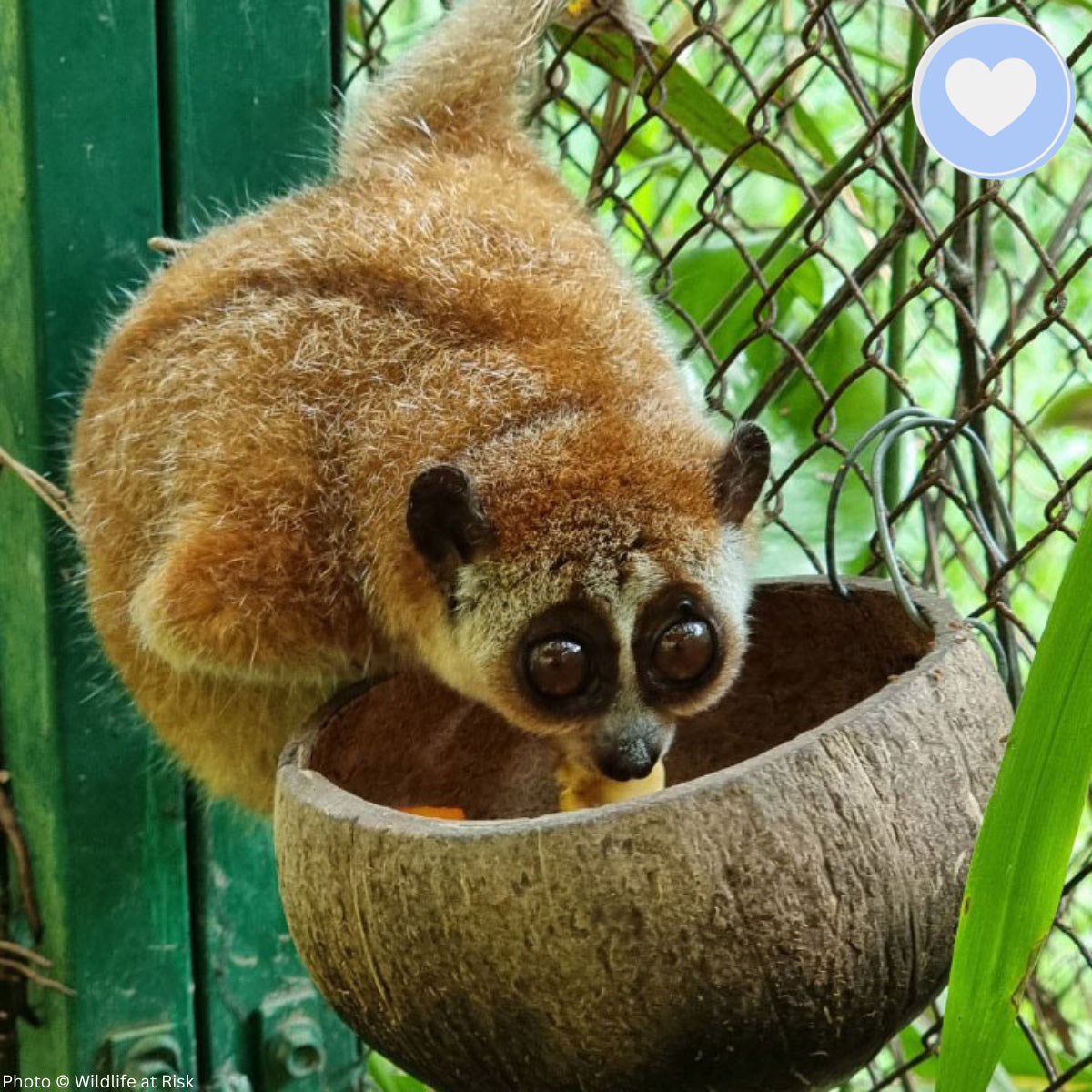 Project Peril: Protect the Pygmy Slow Loris from Critical Habitat Loss、mySite、camillekostekn