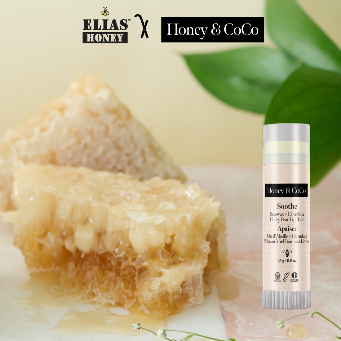 Elias Honey x Honey & CoCo - Honey Pear Lip Balm、mySite、gigharbornorthrealestate