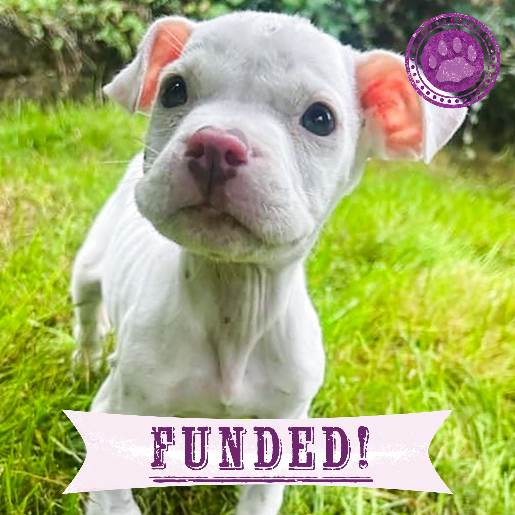 Funded: Save Beetlejuice From Severe Emaciation、mySite、camillekostekn