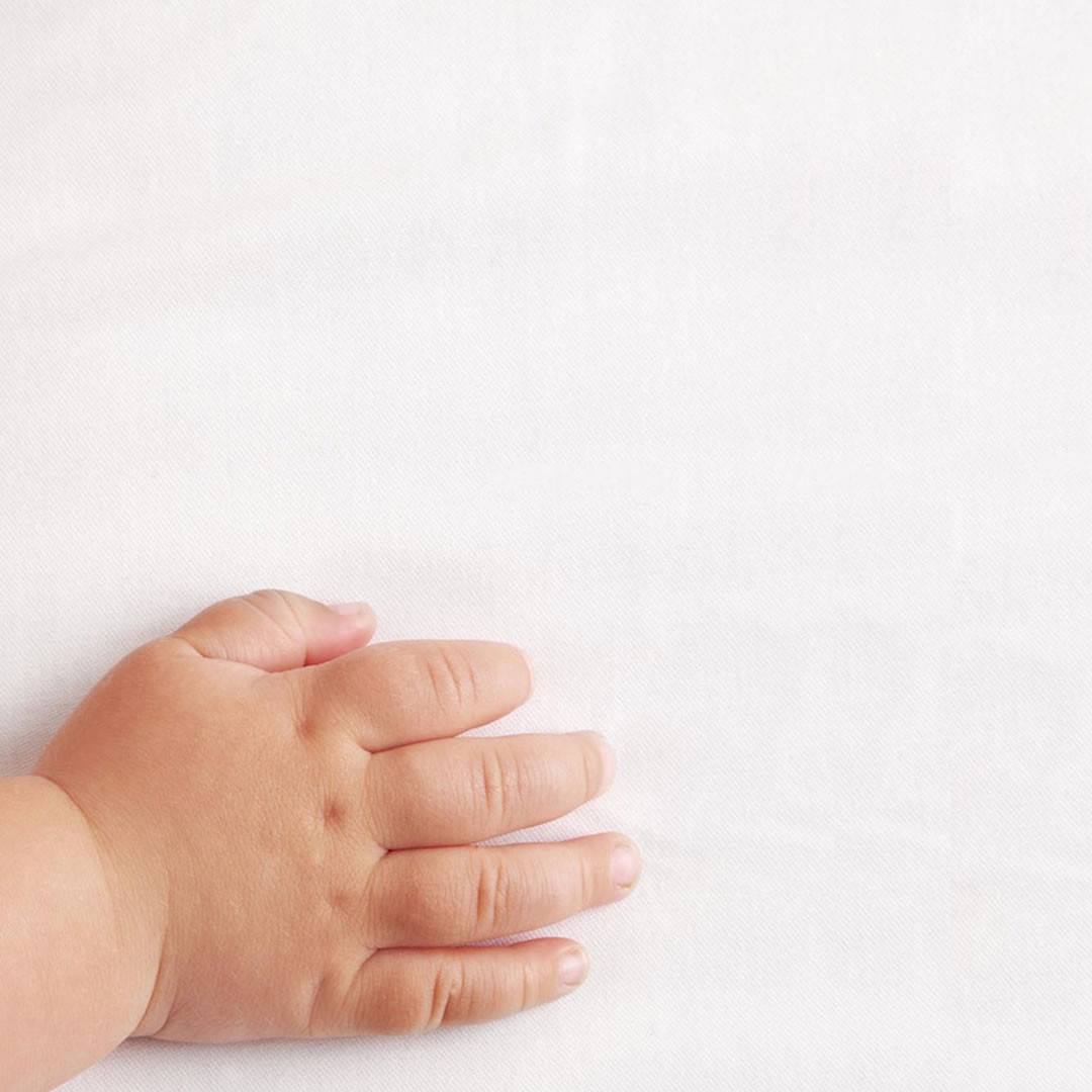  The Little Green Sheep - Organic Jersey Fitted Sheet - Cot、mySite、merchandisen