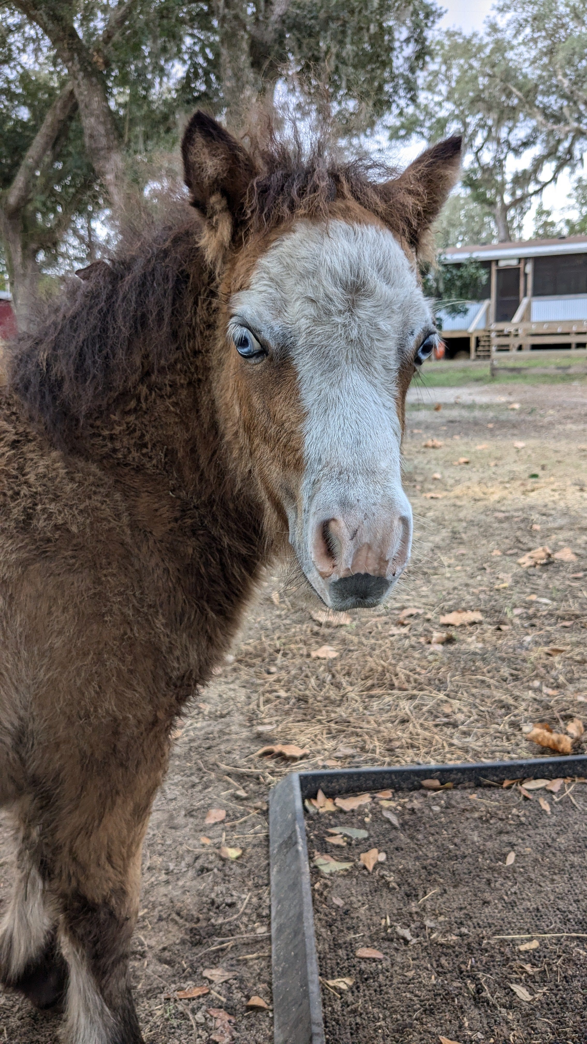 Cow Cuddle EXPERIENCES Gift Certificate-Great Gift Idea!、mySite、g9winljtr