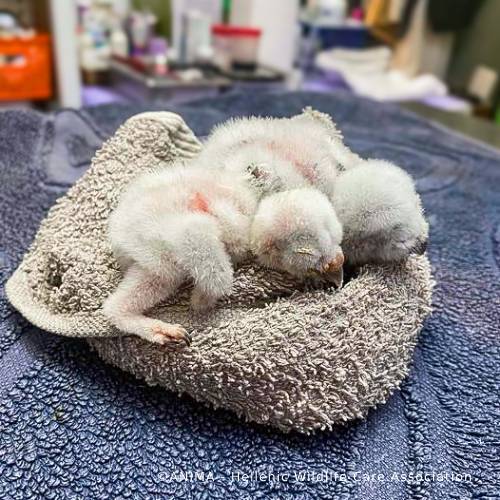 Wildlife Rescued From Fires Need Care and Support to Be Released、mySite、camillekostekn