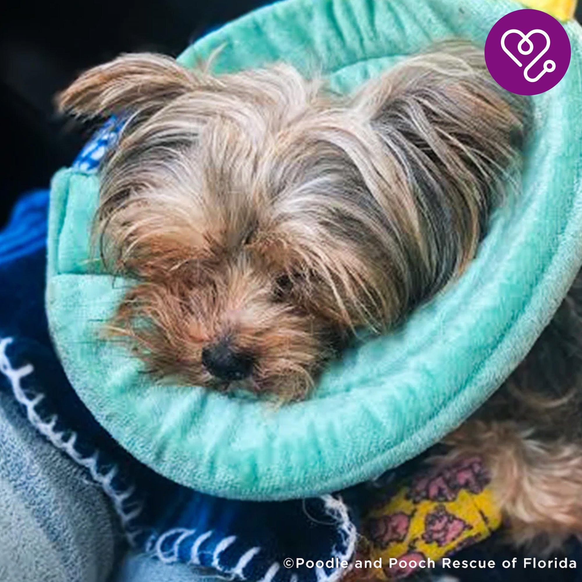 Funded: Support Stout��s Healing After a Hard Life、mySite、camillekostekn