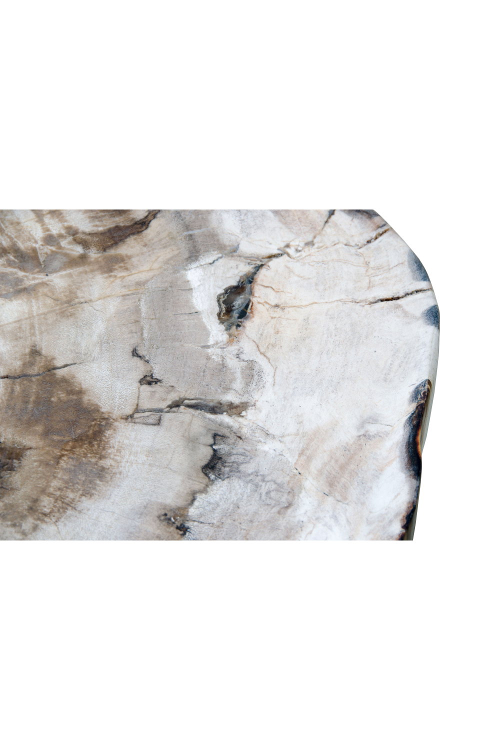 Petrified Wood Coffee Table | Versmissen、mySite、neckold