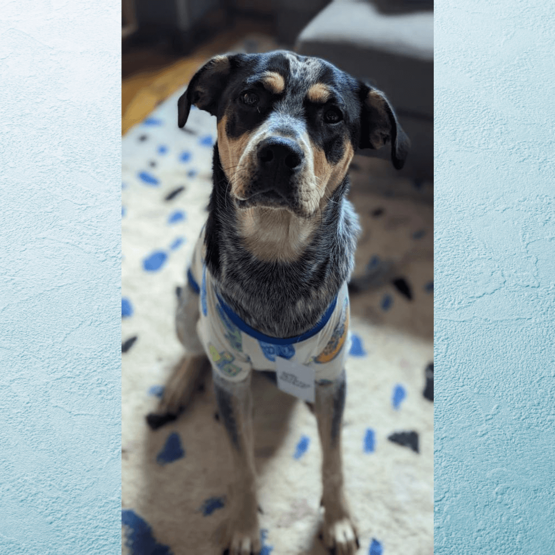 Hanukkah Light and Latkes Dog Pajamas - (Sizes S - XXL)、mySite、topwebapps