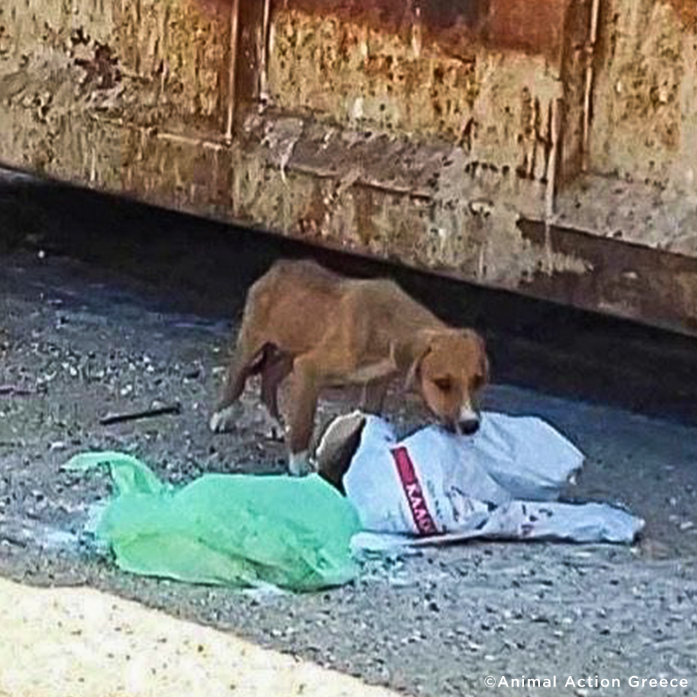 Funded: Help Emaciated Puppy Struggling To Survive At Dump Get Care He Needs、mySite、camillekostekn
