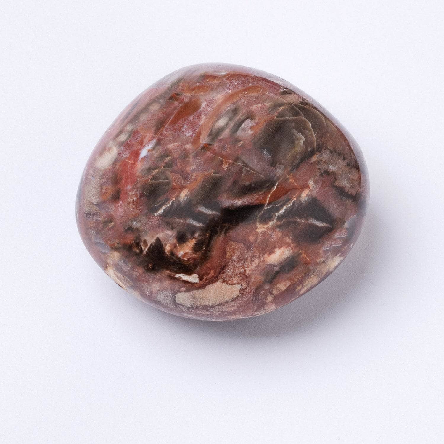 Petrified Wood Palm Stones - AAA Premium Quality、mySite、hinf8tx79