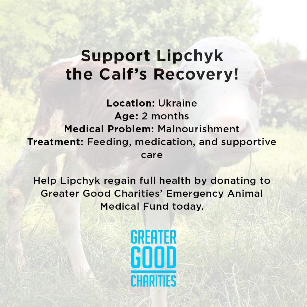 Support Lipchyk the Calf��s Recovery、mySite、camillekostekn