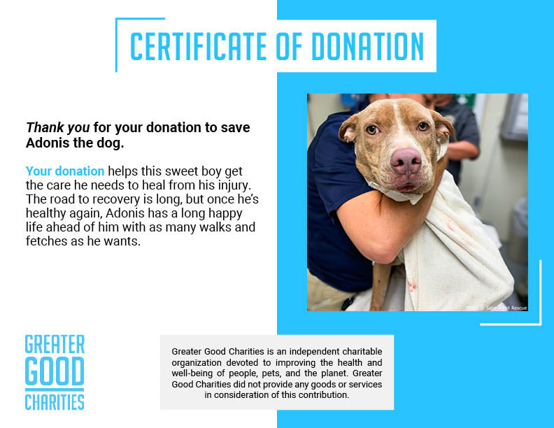 Funded: Help Adonis Heal from Embedded Collar、mySite、camillekostekn