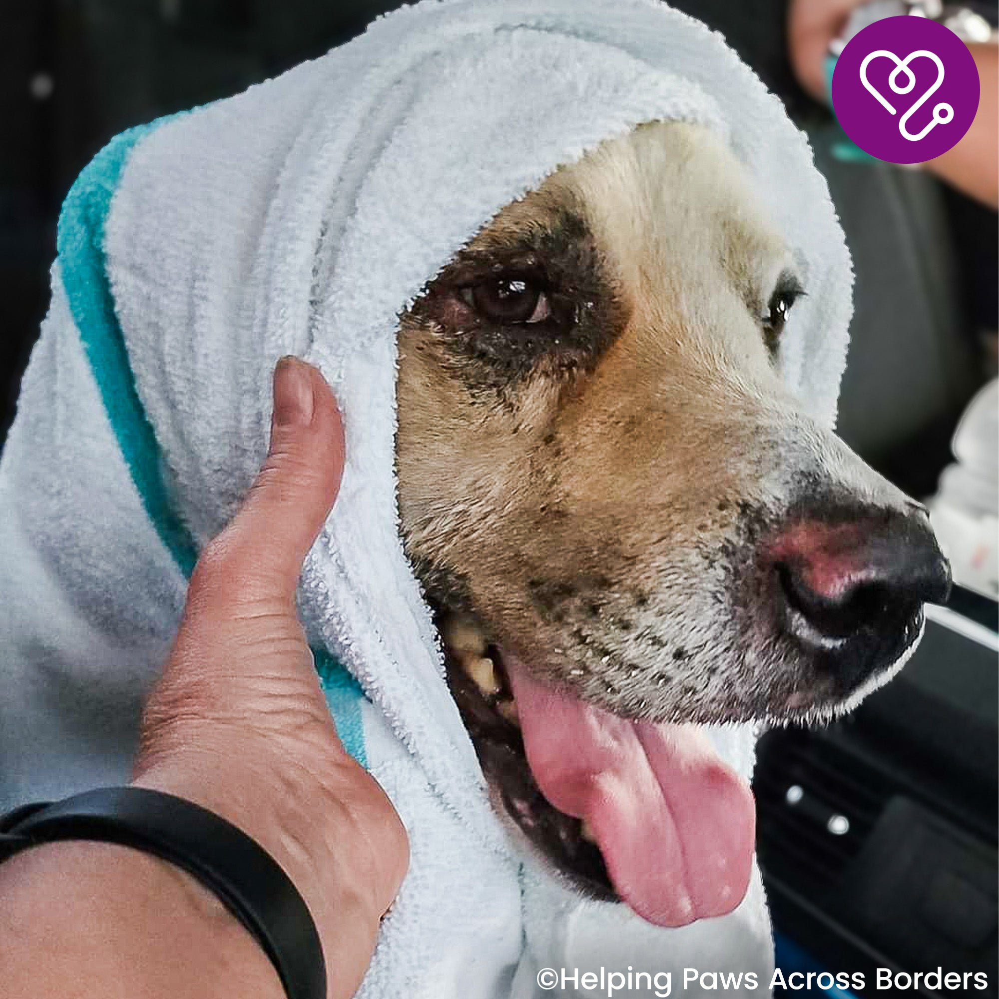 Funded: Support Bear as He Recovers From Severe Burns、mySite、camillekostekn