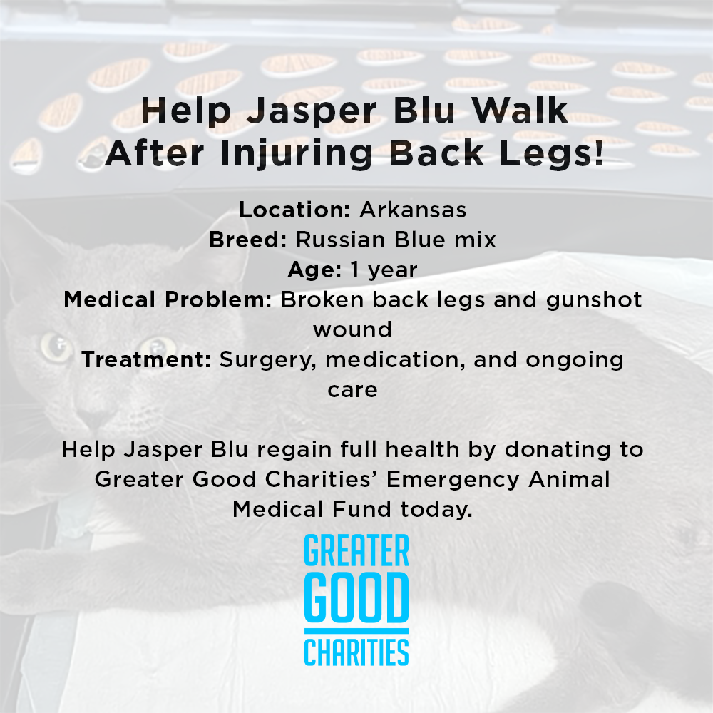 Funded: Help Abused Jasper Blu Walk Again、mySite、camillekostekn