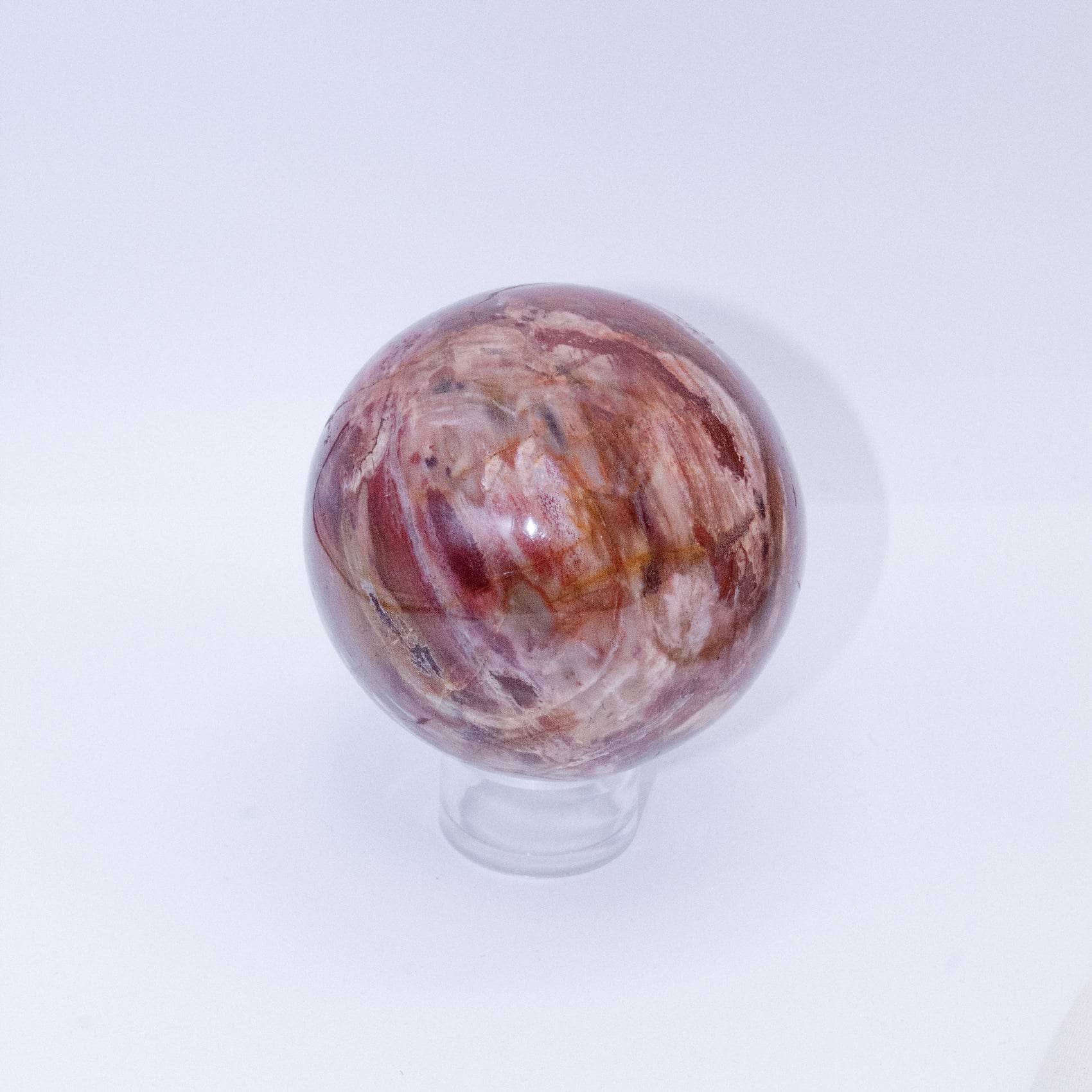 Petrified Wood Sphere - AAA Premium Quality、mySite、hinf8tx79