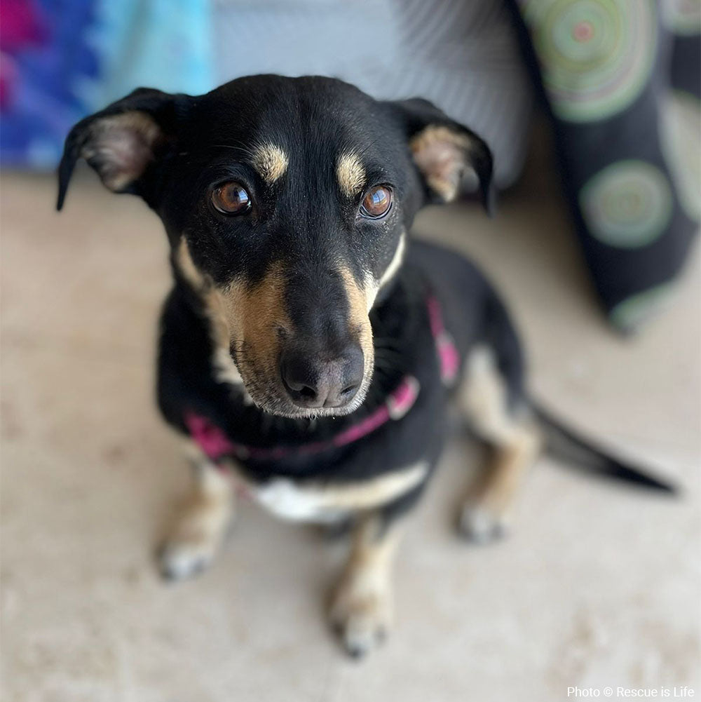 Funded: Help Skye-Lee Live Cancer-Free、mySite、camillekostekn