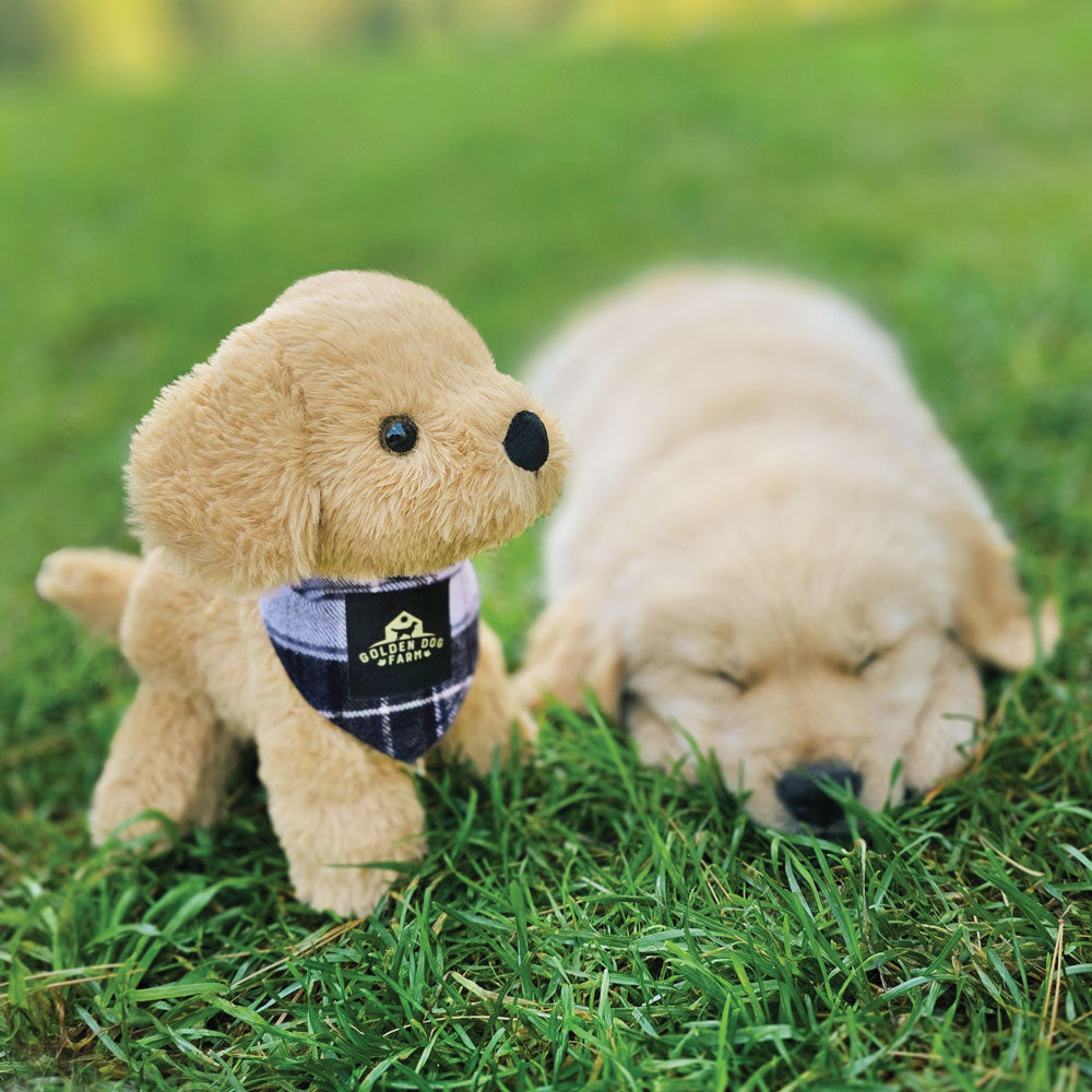 8 in. Golden Dog Farm Puppy, Campbell、mySite、pszhyizbm