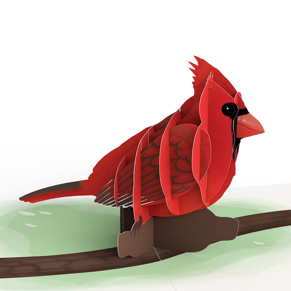 Spring Birds Box Set (Assorted 12-Pack): Paperpop® Card、mySite、solidvoid