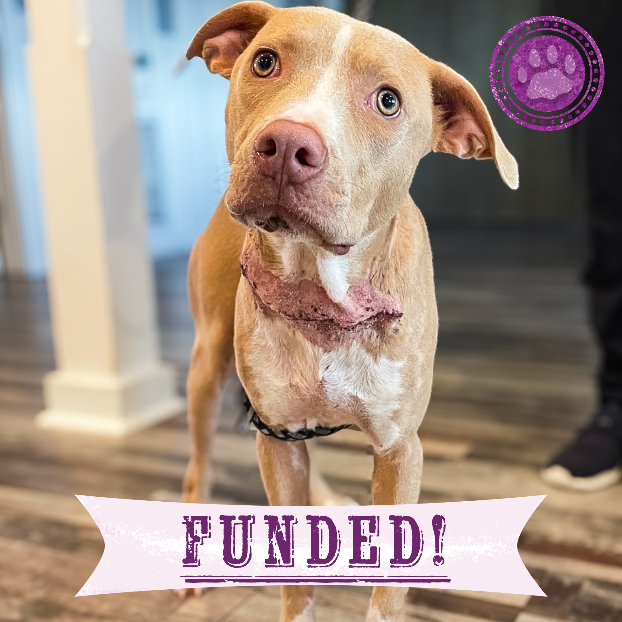 Funded: Help Adonis Heal from Embedded Collar、mySite、camillekostekn