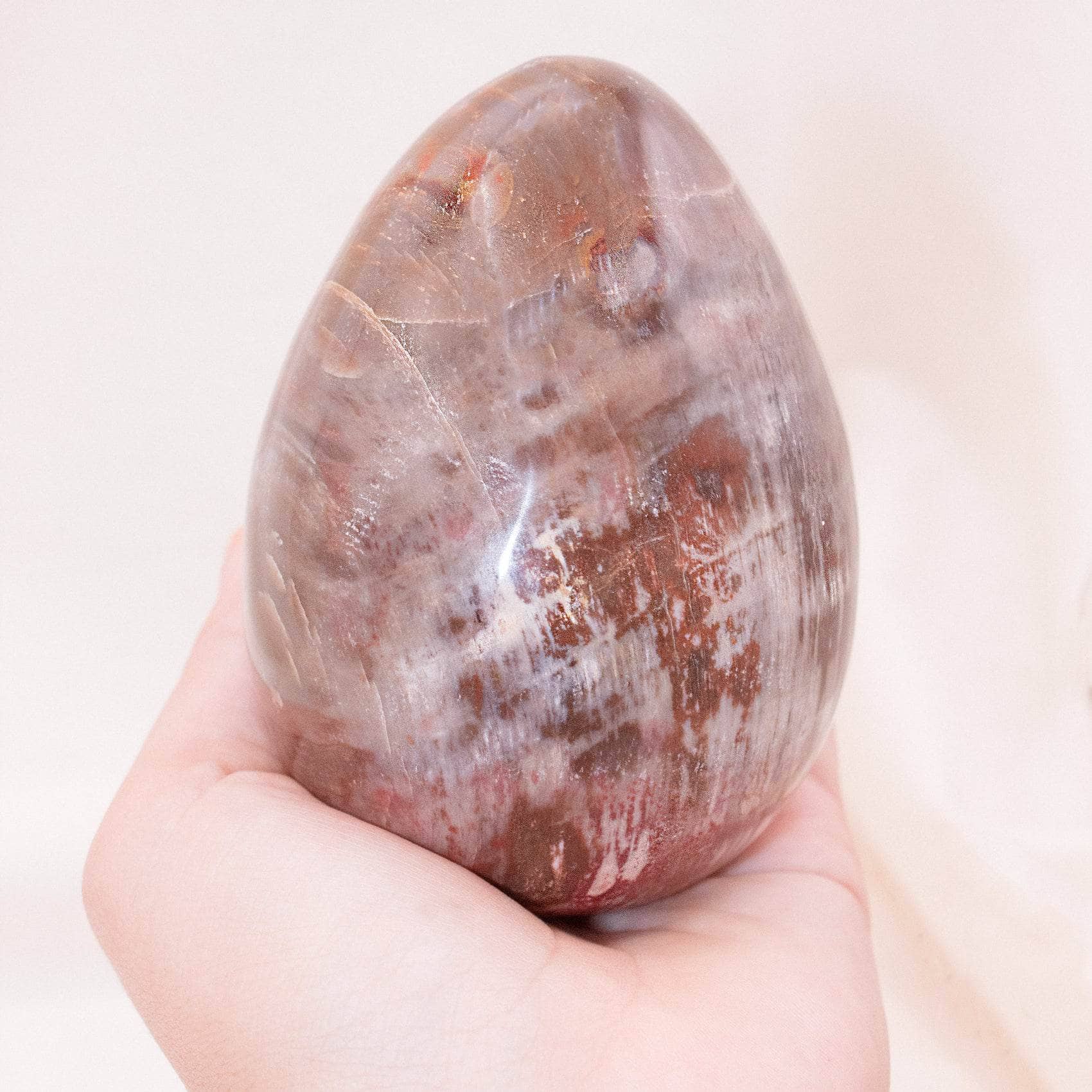 Petrified Wood Egg - AAA Premium Quality、mySite、hinf8tx79