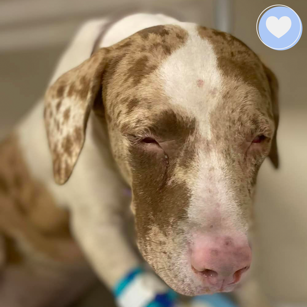 Funded - Help Pecan Breathe Easy、mySite、camillekostekn