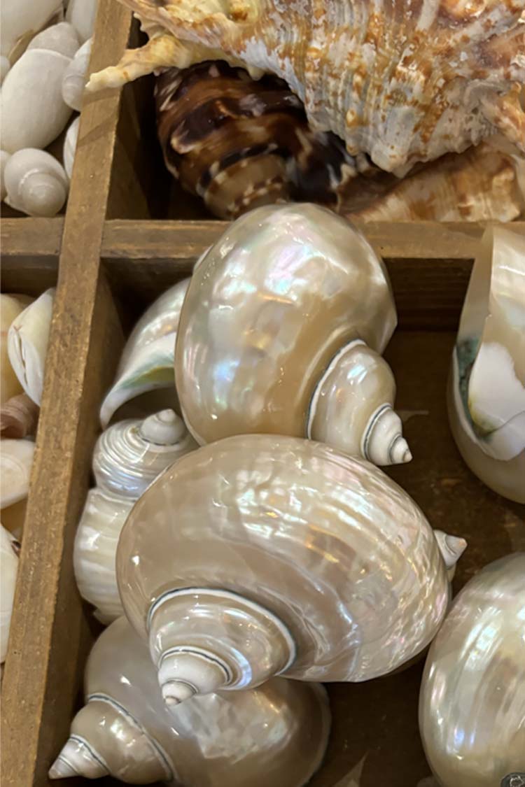 Shell Reign Dress、mySite、solidvoid