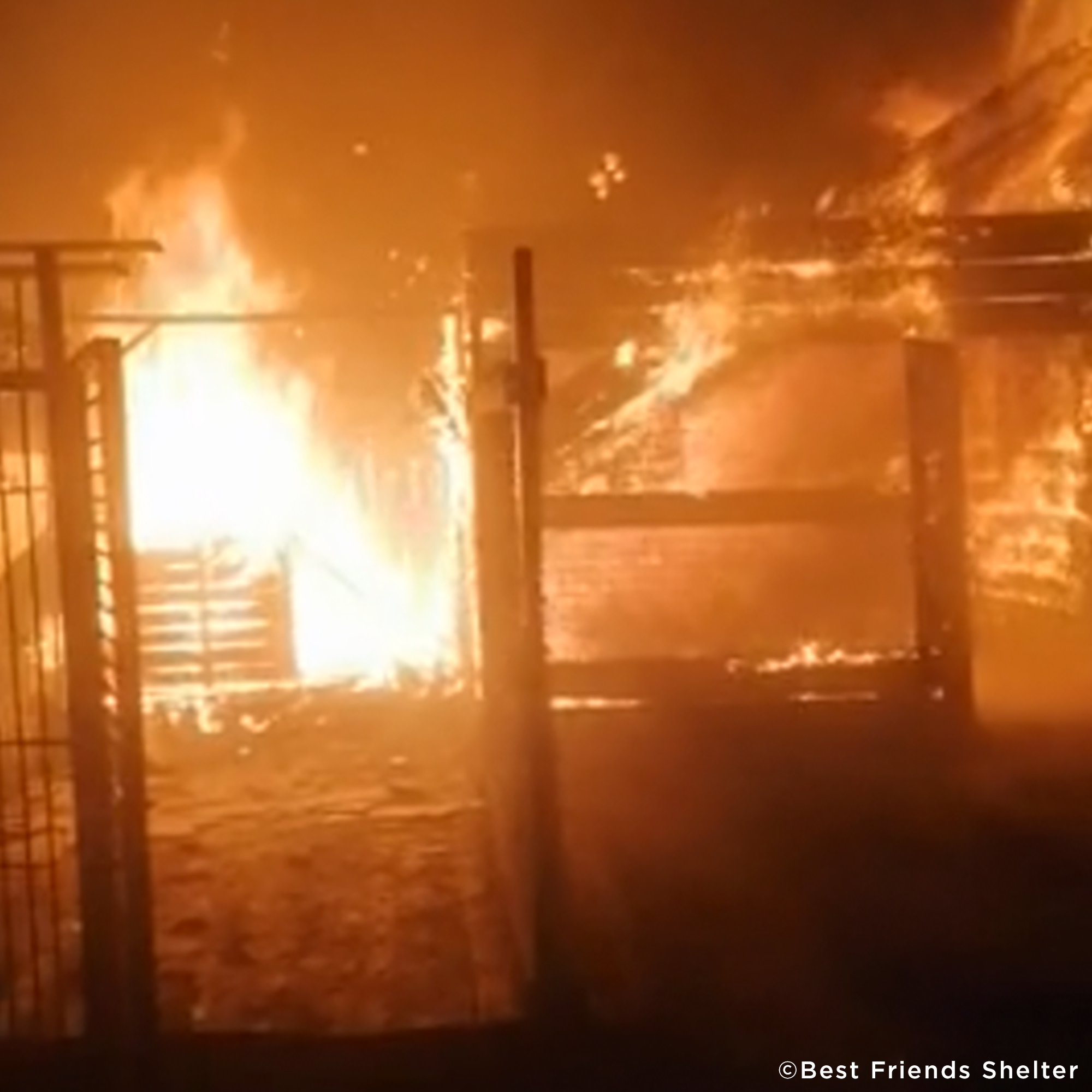 Struck By Missiles Twice - Animal Shelter Desperately Needs Support、mySite、camillekostekn