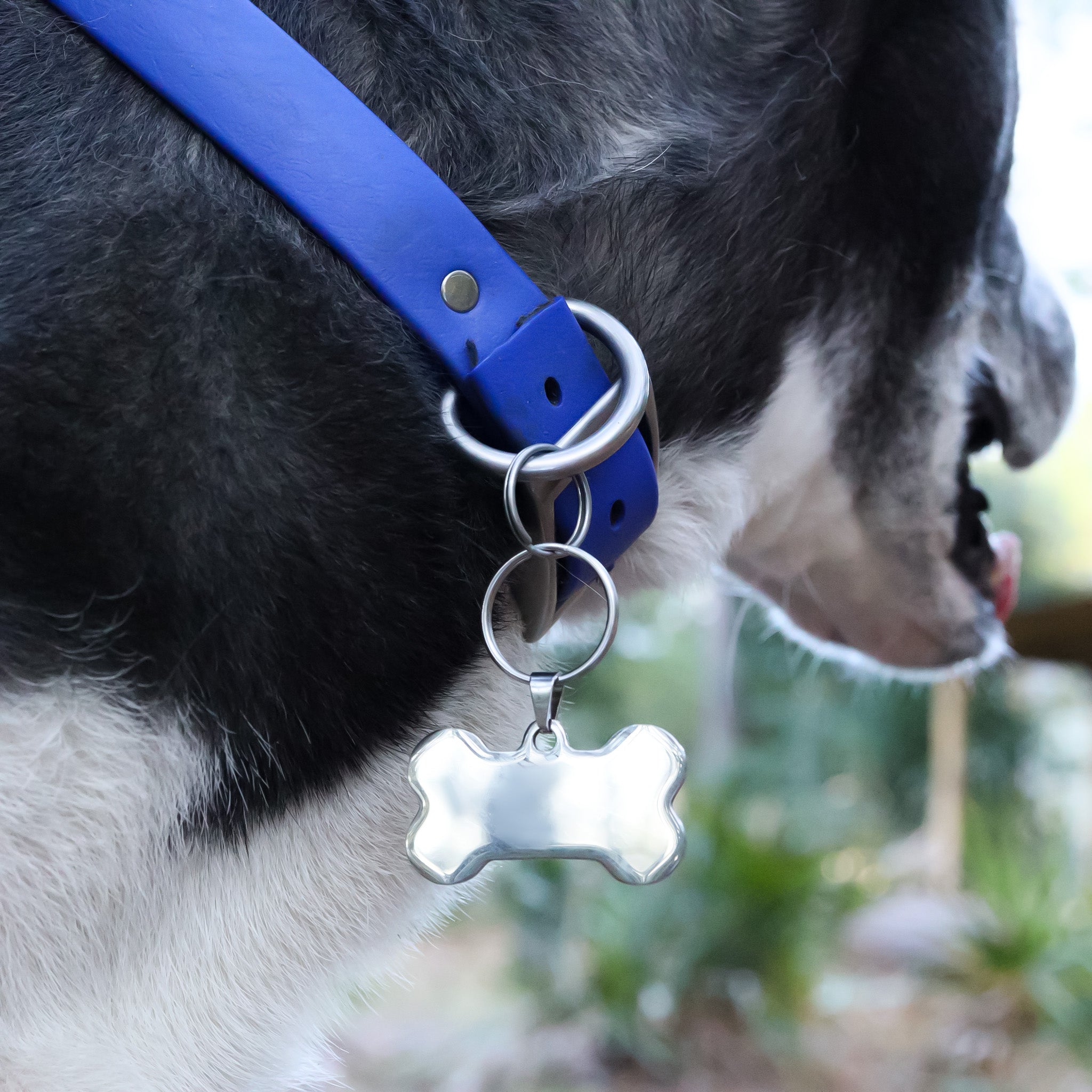 18K Gold PVD Stainless Steel Blank Dog Bone Pet Tag / PDL0134、mySite、dreamappss