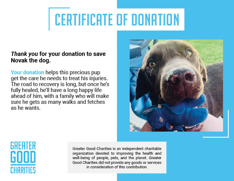 Funded: Help Novak Heal From His Wounds、mySite、camillekostekn