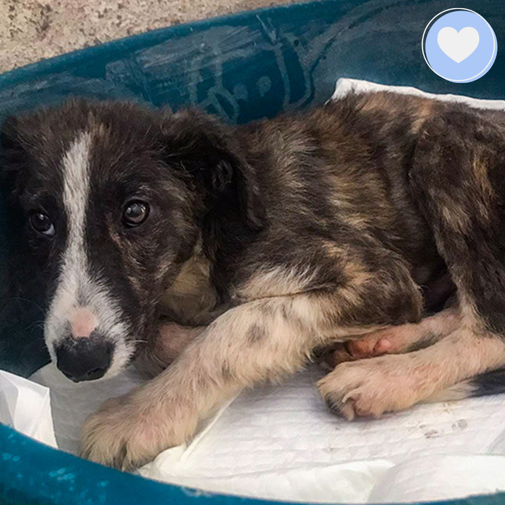 Funded: Helios Needs You to Beat Malnourishment and Neglect、mySite、camillekostekn