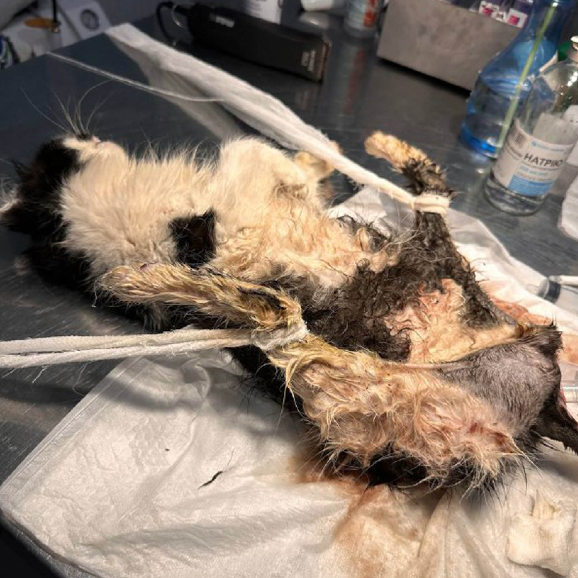 Funded: Lonely Graf Desperately Needed Live-Saving Surgery、mySite、camillekostekn