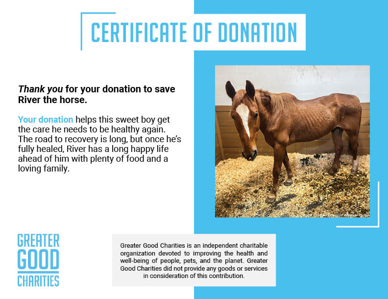 Funded: Help River Regain His Strength、mySite、camillekostekn