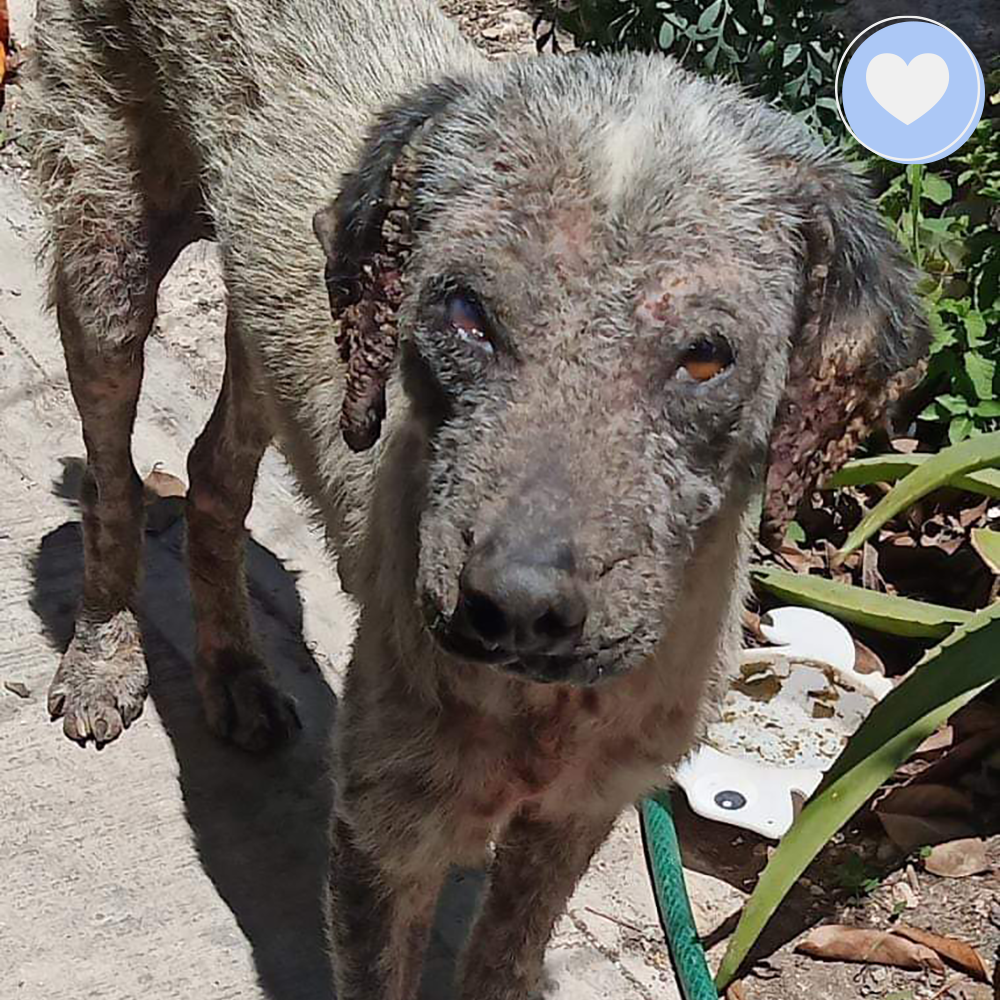 Funded: Help Edgardo Recover from Malnourishment and Mange、mySite、camillekostekn