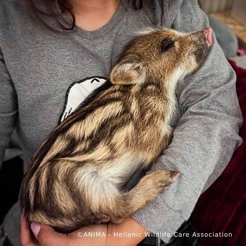 Wildlife Rescued From Fires Need Care and Support to Be Released、mySite、camillekostekn