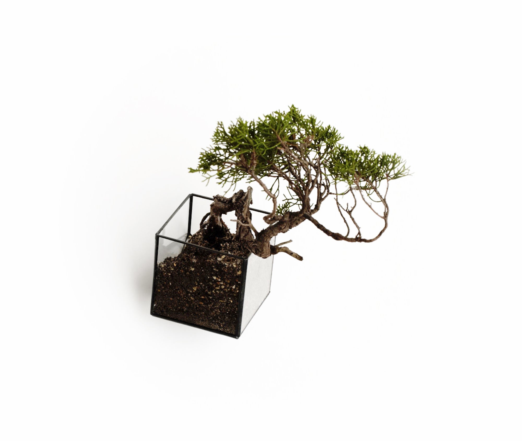 Hanging Void、mySite、topwebapps