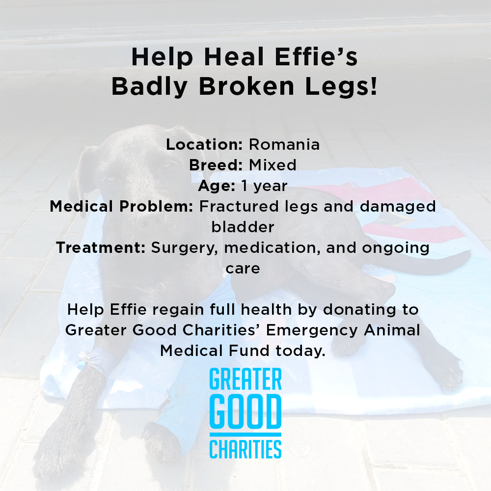 Funded: Help Heal Effie's Badly Broken Legs、mySite、camillekostekn