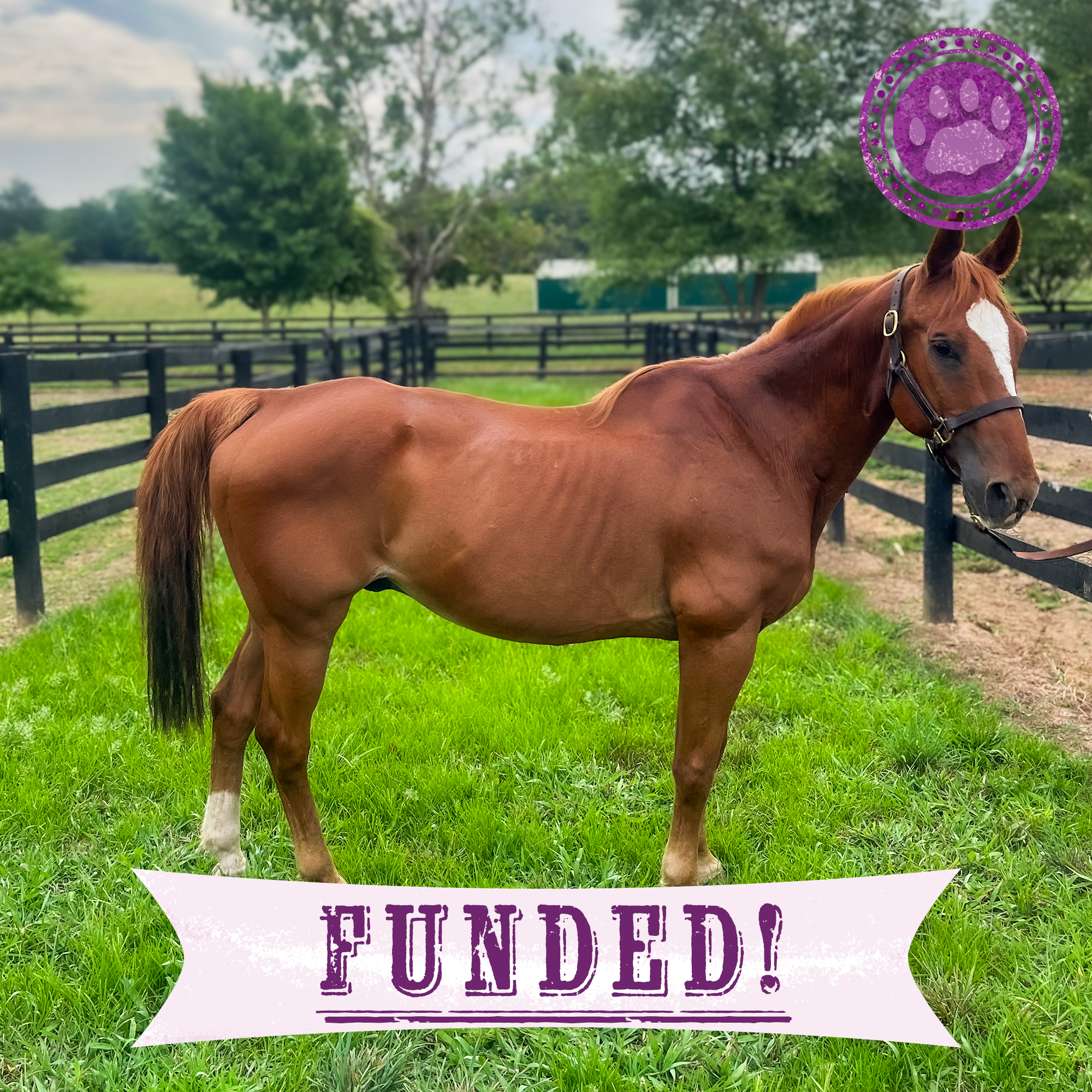 Funded: Help River Regain His Strength、mySite、camillekostekn