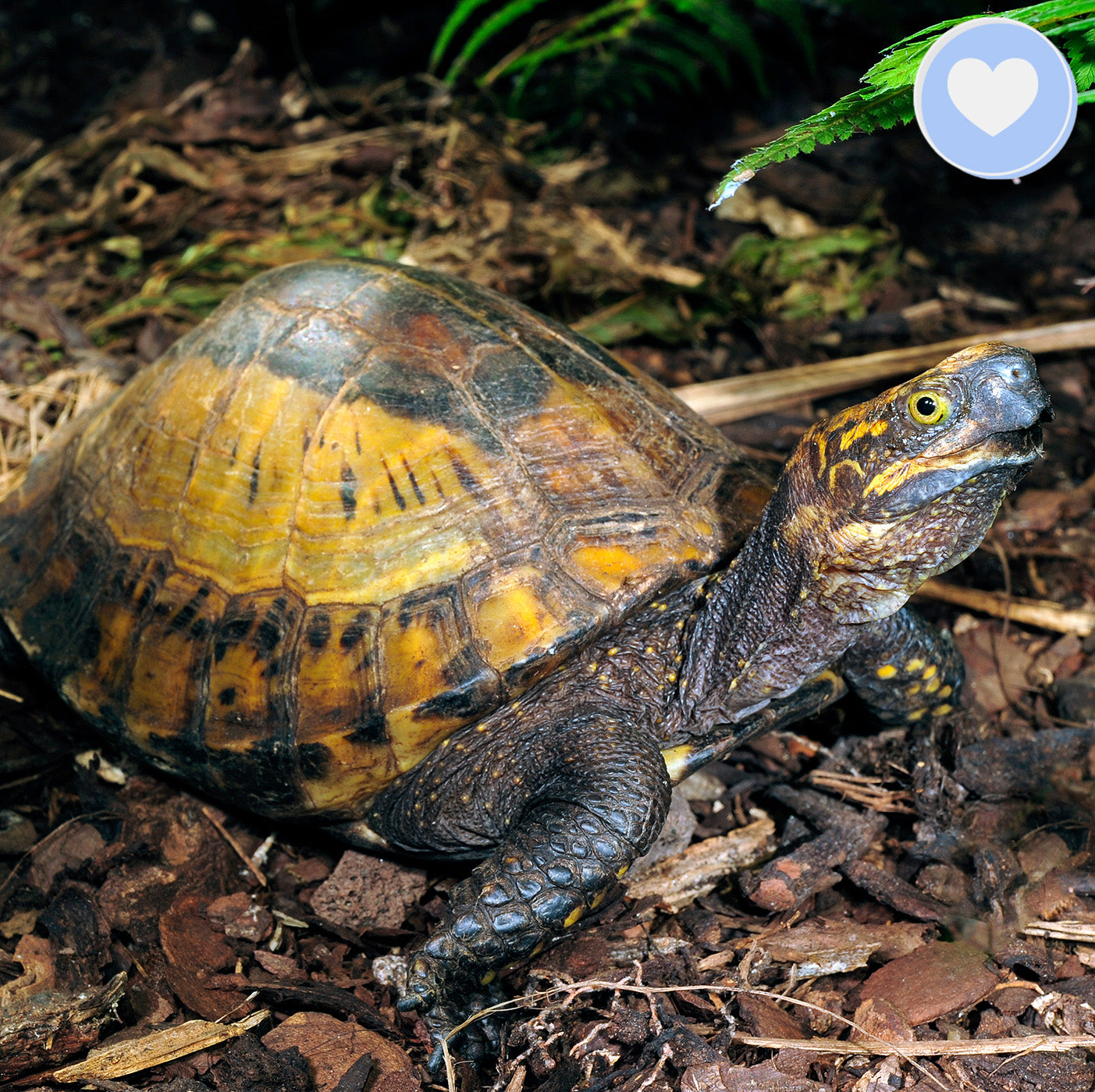 Project Peril: Help Save the Indochinese Box Turtle、mySite、camillekostekn