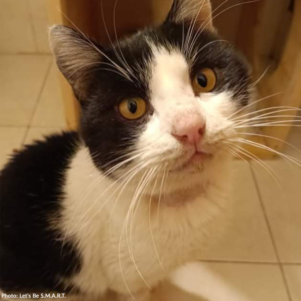 Funded: Devastating Illness May Take Panda's Life - Help Him Recover!、mySite、camillekostekn