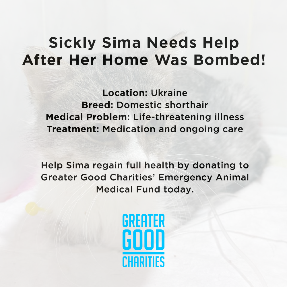 Funded: Sickly Sima Needs Help After Her Home Was Bombed、mySite、camillekostekn