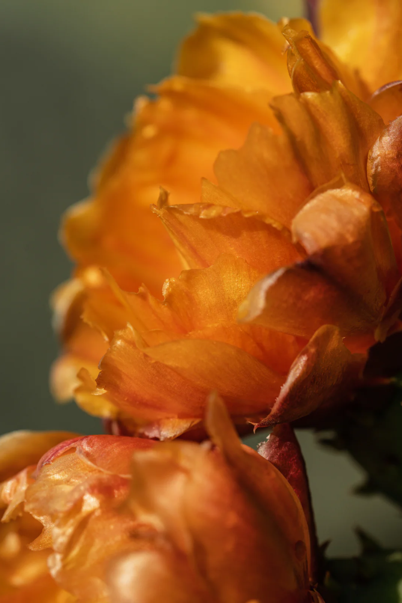 Pura Fragrance Refill - Cactus Flower (Paddywax)、mySite、hinf8tx79