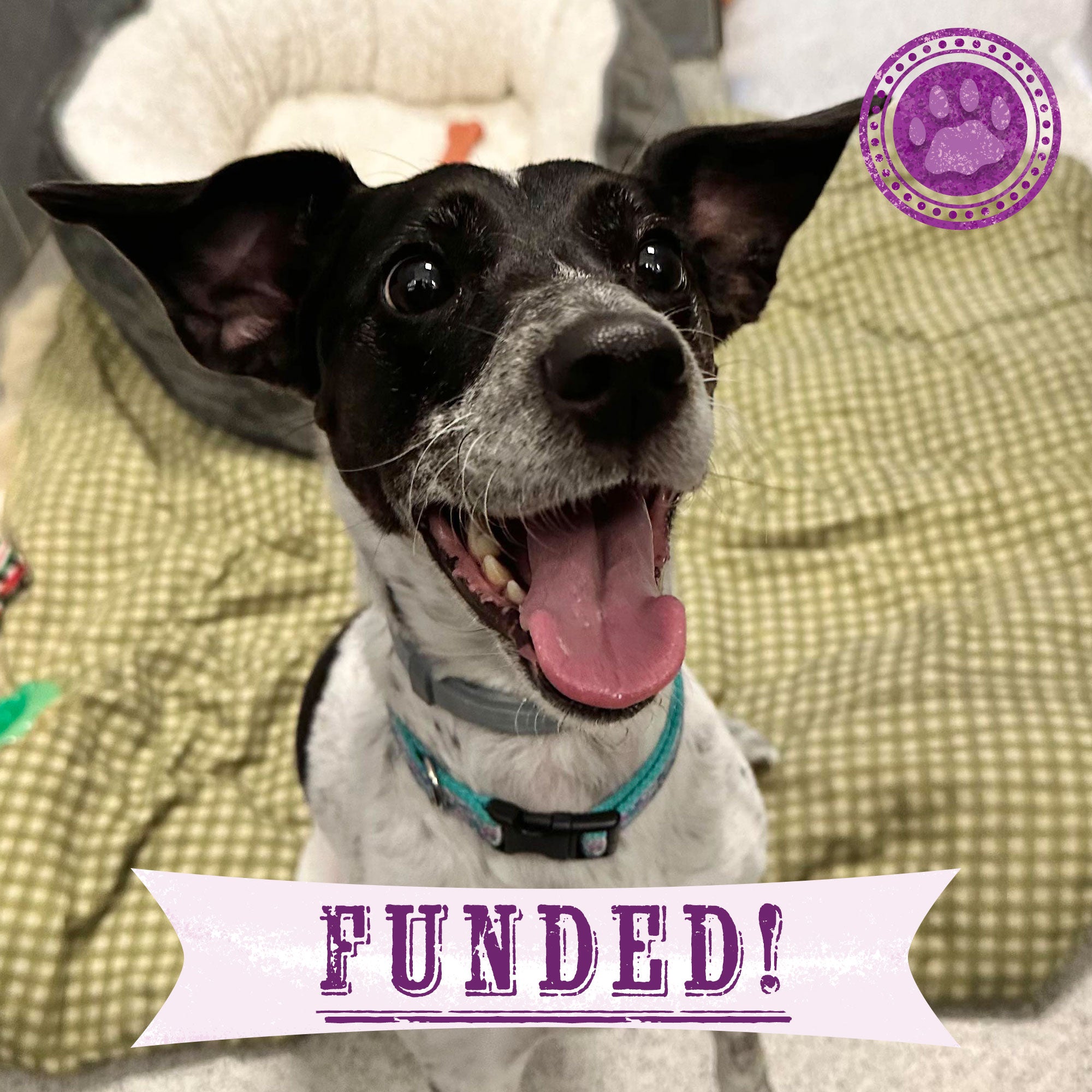 Funded - Help Save Misha's Legs、mySite、camillekostekn