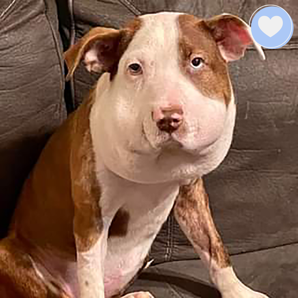 Funded: Help Polly Heal in Peace、mySite、camillekostekn