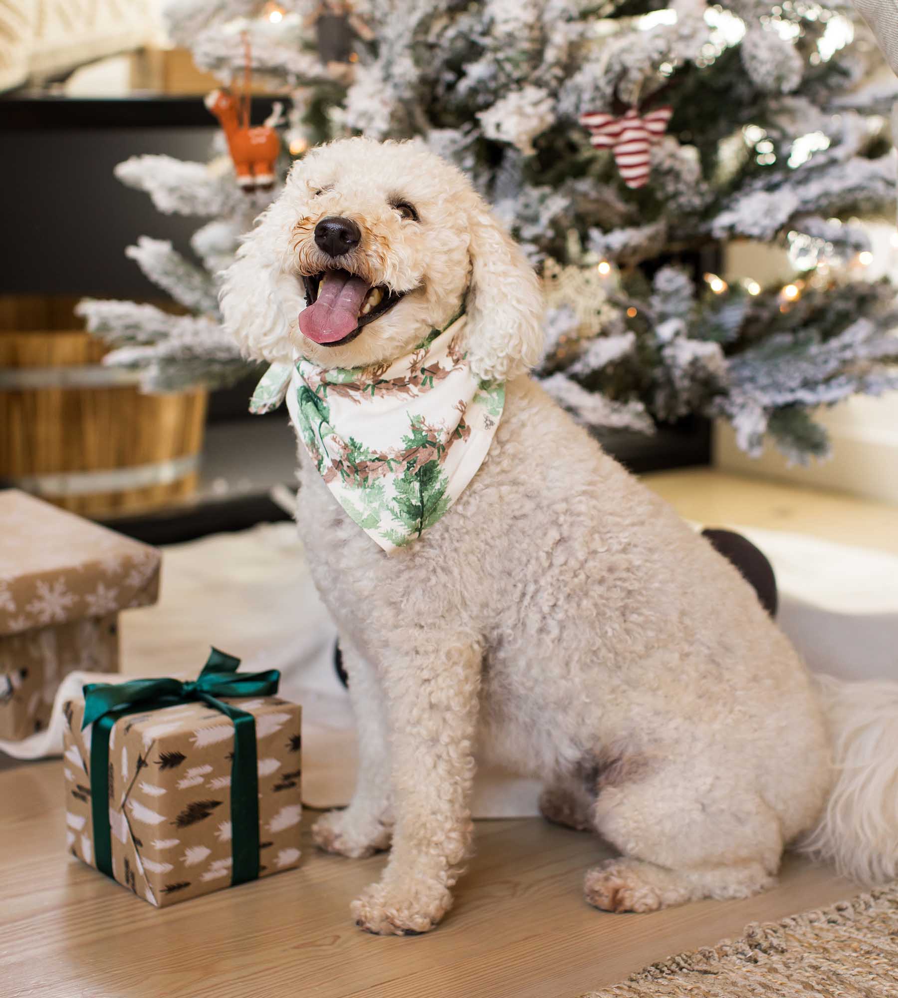 Present Delivery Organic Cotton Matching Family Pajamas、mySite、g9winljtr