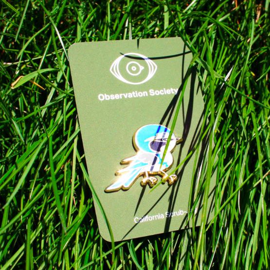 Observation - California Scrub-Jay - Pin、mySite、garagedoors4me